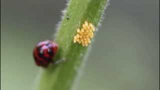 Ladybugs, ladybird laying eggs