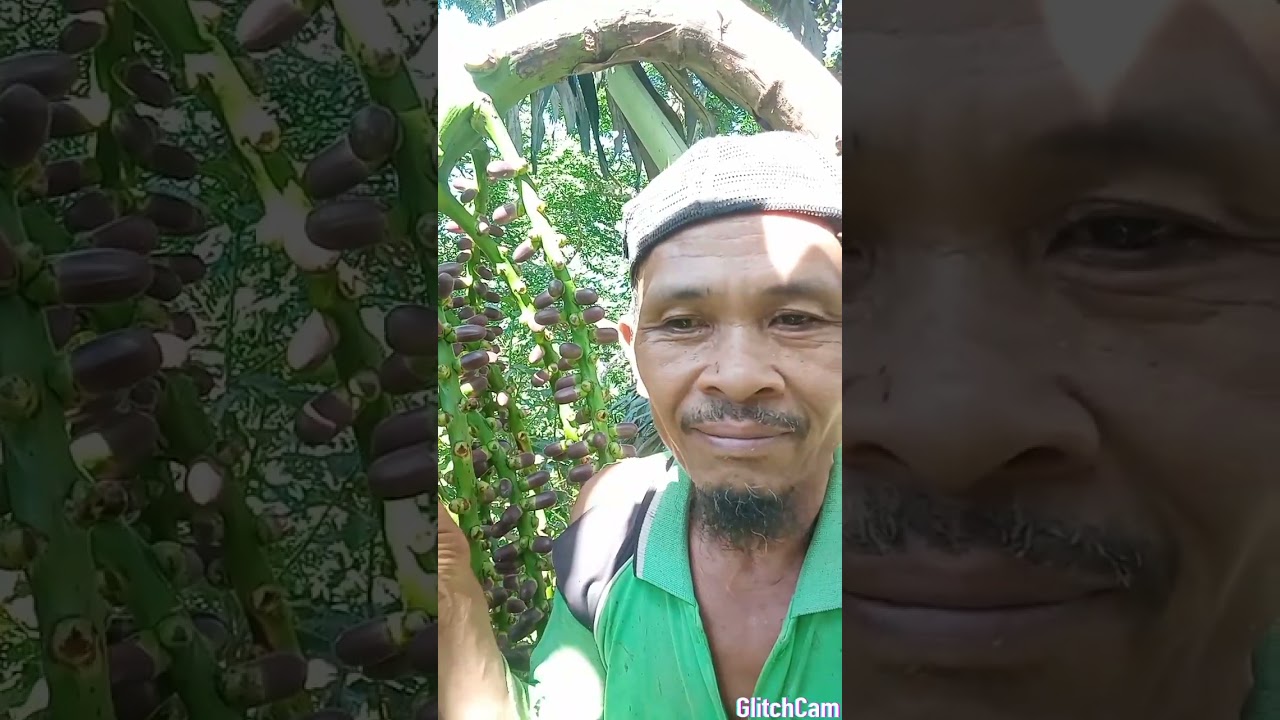 pemotongan manggar bunga aren yang belum pecah