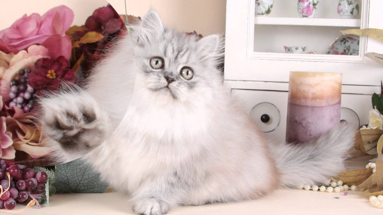 Crystal - Persian Kitten 