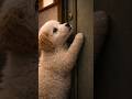 ドアの前でため息がした 二度捨てられた子犬が待った夜