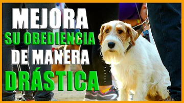 ¿Cómo puedo arreglar la relación con mi perro?