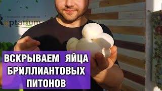 Бриллиантовые питоны - Как правильно вскрывать яйца змей