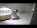 Can dogs love a true story  will make you cry