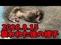 【最新】2026年8月15日の朝、襲われた後のパンチくんの様子。市川市動植物園 のニホンザル【パンチくん🐵】Punch the monkey