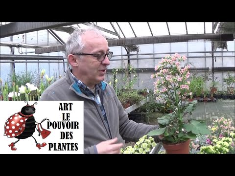 Vidéo: Fleur de Kalanchoe - soins, reproduction, caractéristiques et types