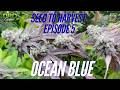 My First Partial Harvest | Ocean Blue Organic Seed to Harvest Series | Episode 5
