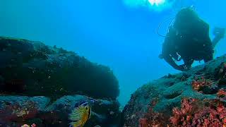 Scuba diving Blue Devil fish Sydney dive Apartments best dive site