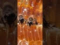 how bees turn nectar into honey view at 10x magnification