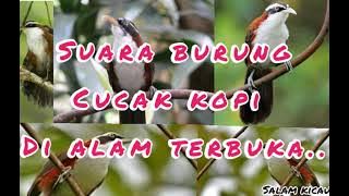 suara burung cucak kopi di alam ✓✓✓