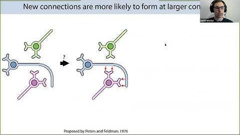 iPoLS Faculty Seminar: Daniel Witvliet and Dr. Vlad Susoy
