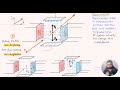 Charge in Electric &amp; Magnetic field..IB Physics HL Q31 May2019 TZ2
