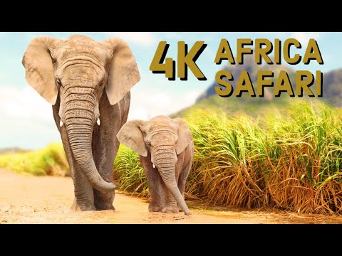 Animalele din Africa in habitatul lor natural | 4K