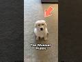 How Dogs React to Music