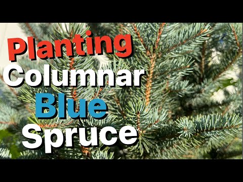 Vídeo: Colorado Spruce Info - Como cultivar uma árvore de abeto azul do Colorado