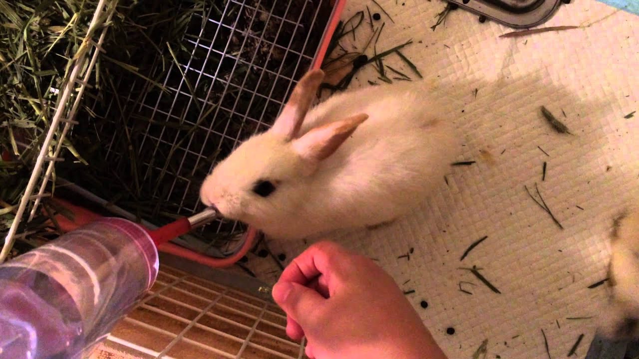How To Teach Baby Rabbits To Use Water Bottles For The First Time