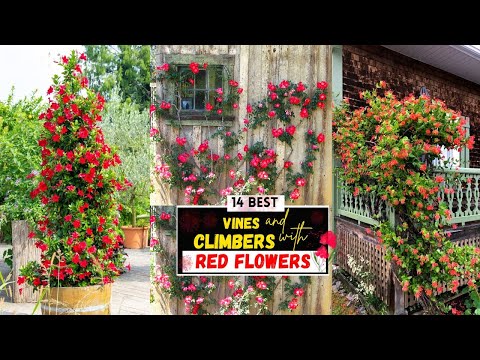 فيديو: فاينز الأزهار الاستوائية: اختيار الكروم الغريبة للحديقة
