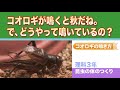 コオロギが鳴くと秋だね。で、どうやって鳴いているの？【小学校理科／コオロギの鳴き方】