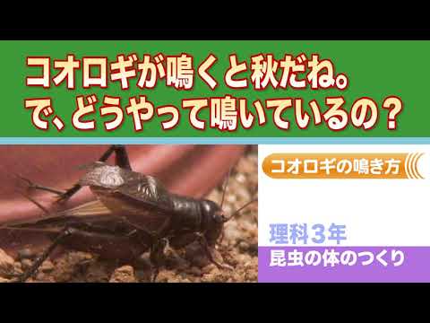 コオロギが鳴くと秋だね。で、どうやって鳴いているの？【小学校理科／コオロギの鳴き方】