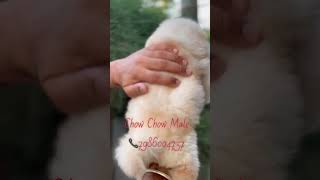 Chow Chow Show Quality Male Pup avlb #petlovers #trendingreels