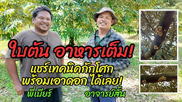 สะสมอาหารเต็มเปี่ยมแล้ว เตรียมกักโศกเอาดอกอย่างไรดี แชร์เทคนิค พี่เบียร์ อาจารย์สั้น