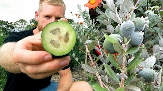 Feijoa Growing Tips and 1 Year Update - (Pineapple Guava)
