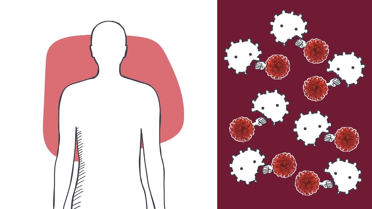 Aids: Was passiert im Körper? – logo! erklärt – ZDFtivi