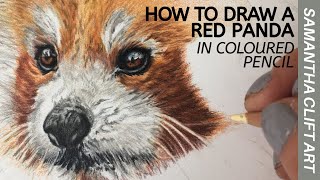 Red Panda in Coloured Pencil - Timelapse