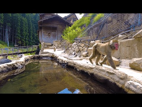 Japan Travel｜Snow Monkey Park in Summer! Jigokudani Onsen Korakukan | Nagano