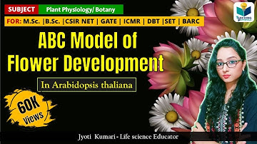 ABC Model of Flower Development in Arabidopsis | CSIR-NET | GATE  | Plant biology