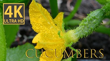 Cucumbers Ripening in Stunning 4K Macro Video