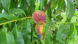 Pitman's Pumpkin Patch/Garden Patch part 2 2021
