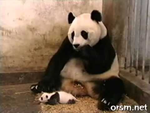 The Sneezing  Panda EXPLODED
