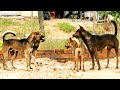 Click choose Black tall dog for her heart || # 104 Nature Show