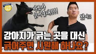 Do dogs like it if their owners scratch the area they were scratching instead?｜Hunter Kang’s Q&A