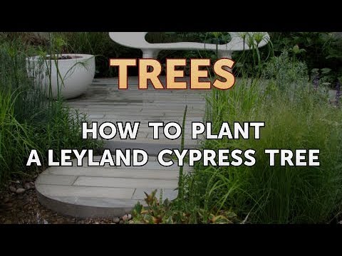 How to Plant a Leyland Cypress Tree