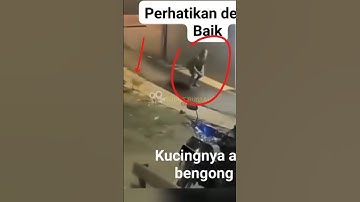 INI PESUGIHAN KAH❓KUCINGNYA SAMPE BENGONG🥴 #viral #shorts #jin #ghost #penampakan #hantu #misteri