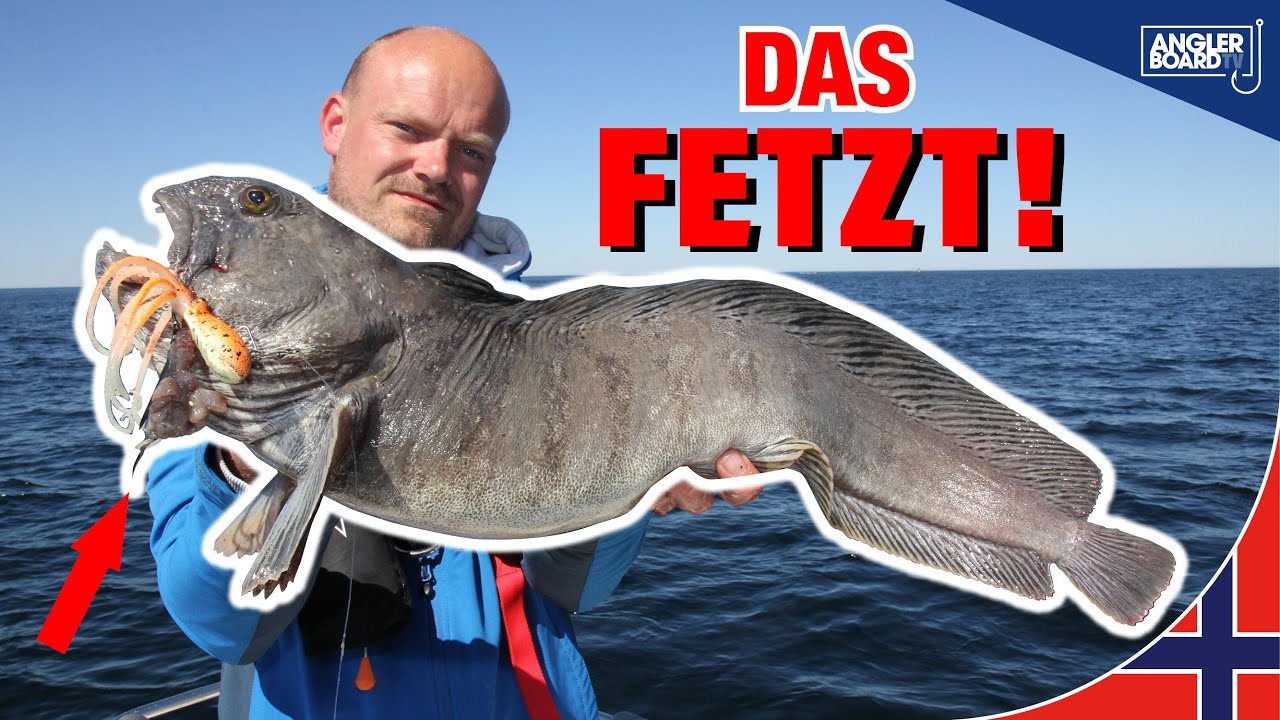 Kder pimpen mit Fischfetzen  Angeln in Norwegen auf Steinbeier Leng Dorsch  Heilbutt