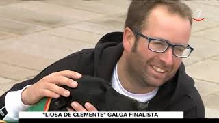 Liosa De Clemente, La Gran Baza De Castilla Y León Para El Campeonato De España De Galgos