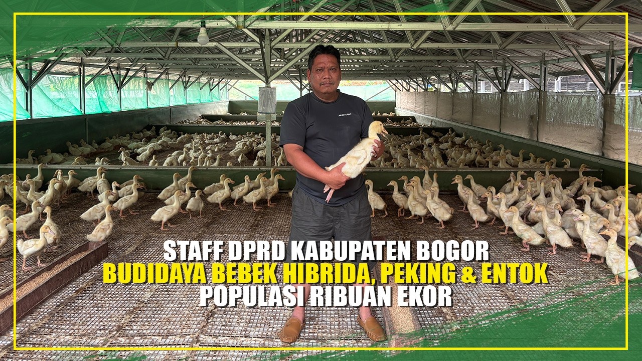 KETIKA PENGABDIAN BERALIH, KINI SUKSES PEMBESARAN BEBEK HIBRIDA, PEKING DAN ENTOK