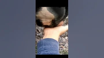 She Can Lick It 