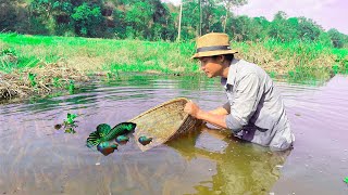 Wow!!! Catching Wild Betta Fish And Betta Fish , Unbelievable Catching (Episode 73)