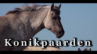 konikpaarden