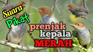 PRENJAK BETINA, SUARA PIKAT PRENJAK KEPALA MERAH