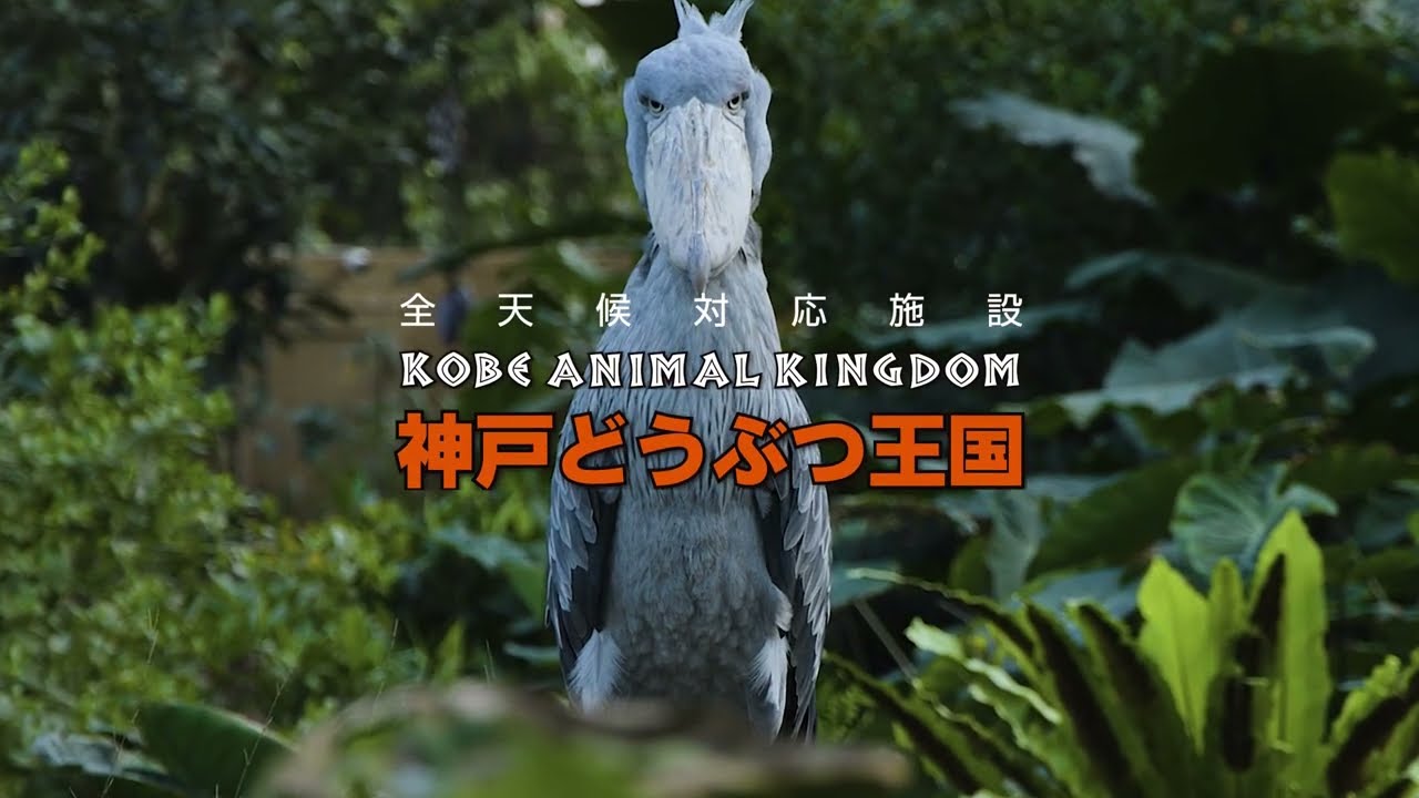 神戸どうぶつ王国【ハシビロコウ】10周年CM - YouTube