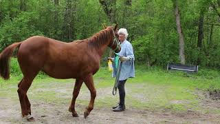 Young Horse - Second Fly Spray Session