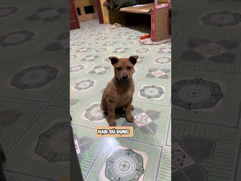 Sự dễ thương này chỉ tồn tại trong 3 tháng đầu 😂 #yeulu #shorts