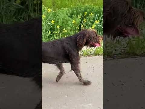 Как утомить активную собаку, быстро привести собаку в форму / How to tire an active dog