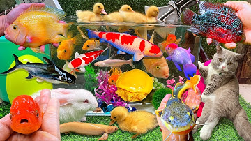 Bắt Cá Trê, Con Cá Vàng Bơi, Con Mèo,  Con Cua, Con Cá, Cá Chép, Cá Koi, Con Vật Dễ Thương