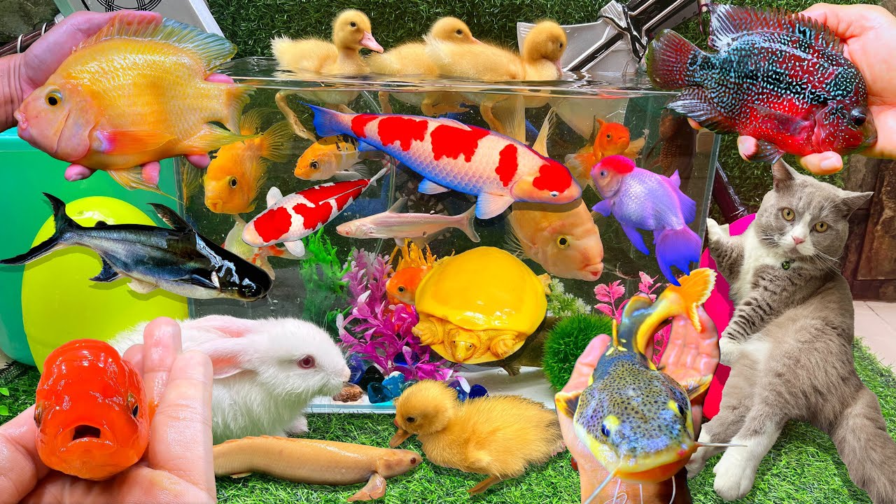 Bắt Cá Trê, Con Cá Vàng Bơi, Con Mèo, Con Cua, Con Cá, Cá Chép, Cá Koi ...
