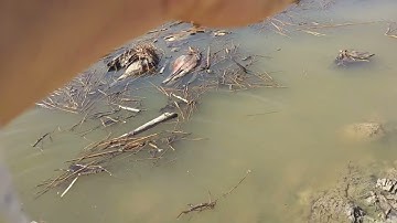 câu cá lóc bằng nhái thật ( tập 8 ) Tân tập cần giuộc